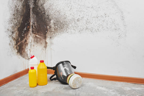 Best Crawl Space Mold Removal  in Colonial Beach, VA