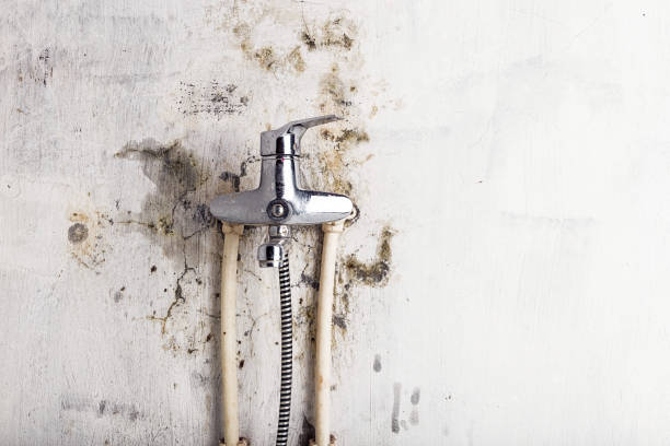Office Mold Removal Services in Colonial Beach, VA