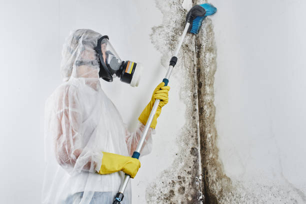 Best Home Mold Removal  in Colonial Beach, VA