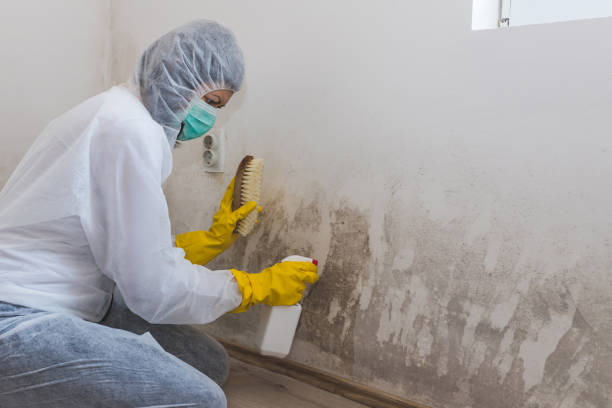 Best Mold Damage Repair  in Colonial Beach, VA