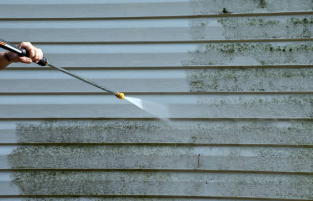 Best Local Mold Removal Service  in Colonial Beach, VA