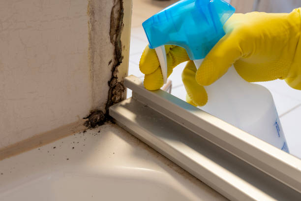 Best Mold Damage Repair  in Colonial Beach, VA