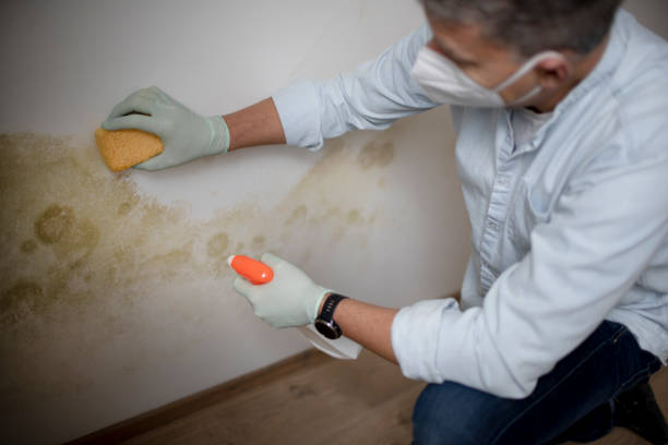 Best Professional Mold Removal  in Colonial Beach, VA
