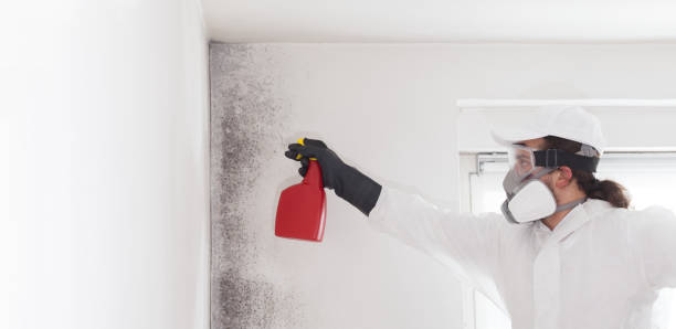 Best Office Mold Removal Services  in Colonial Beach, VA