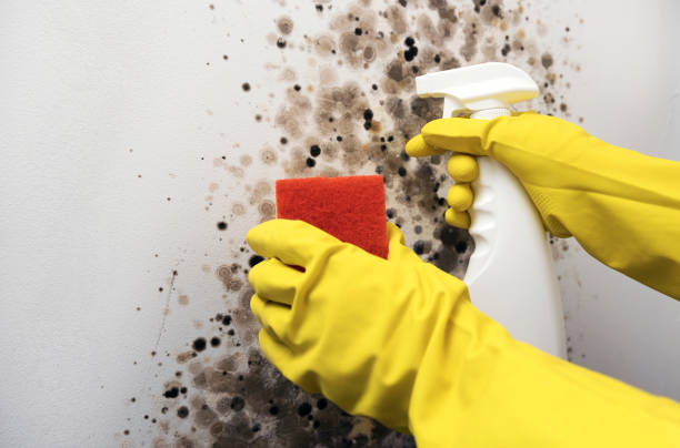 Best Mold Removal Company Near Me  in Colonial Beach, VA