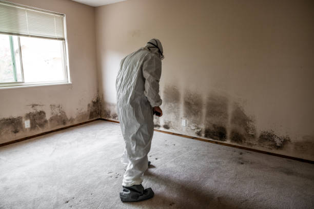 Best Professional Mold Removal  in Colonial Beach, VA