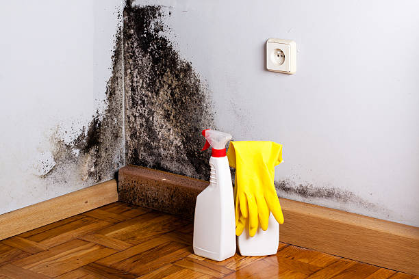 Best Fast Mold Removal  in Colonial Beach, VA