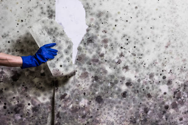 Professional Mold Removal in Colonial Beach, VA